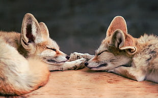 wildlife photography of two foxes lying on the floor